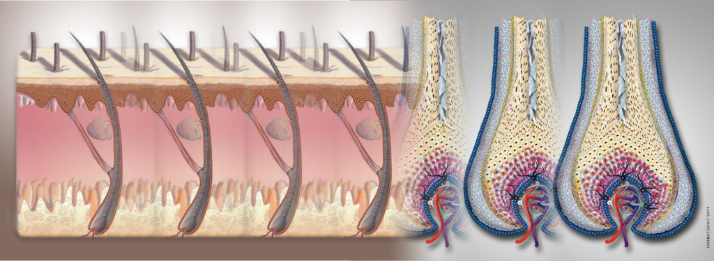 Creare nuovi follicoli moltiplicando in vitro le cellule della papilla dermica.