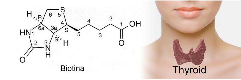 Attenzione alla Biotina degli integratori!